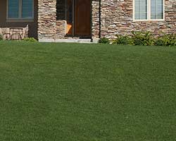 Lawn Aeration