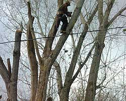 Tree Pruning