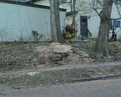 Tree Pruning