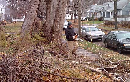 Tree Trimming